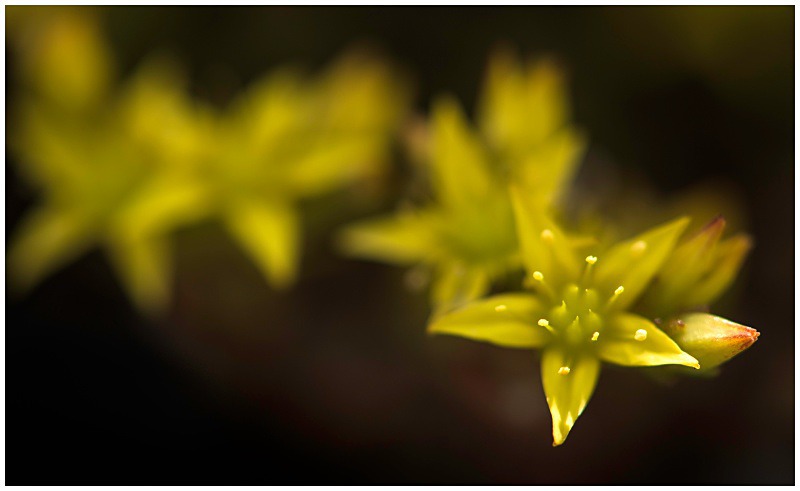 Biting Stonecrop in the Summer Shade! - Elements of The Landscape