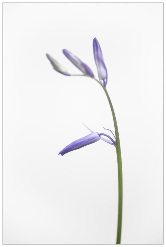 Bluebell in Early Bloom! - Elements of The Landscape