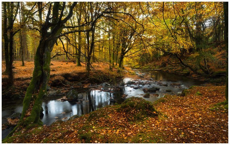 Shimna River, Tollymore Forest, Co Down - 12 Recent Images