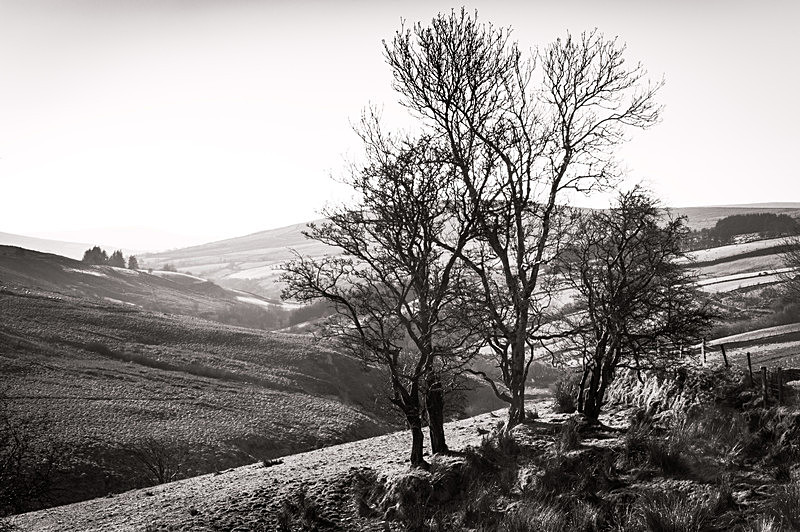 Trees in Winter, West Sperrins, Co Tyrone - Ulster's Wild Landscape