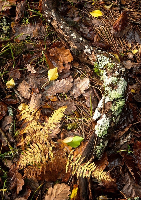 Autumn Floor, Derrycunnihy Woods, Killarney, Co Kerry - Elements of The Landscape