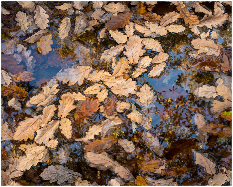 Autumn Patterns! - Elements of The Landscape
