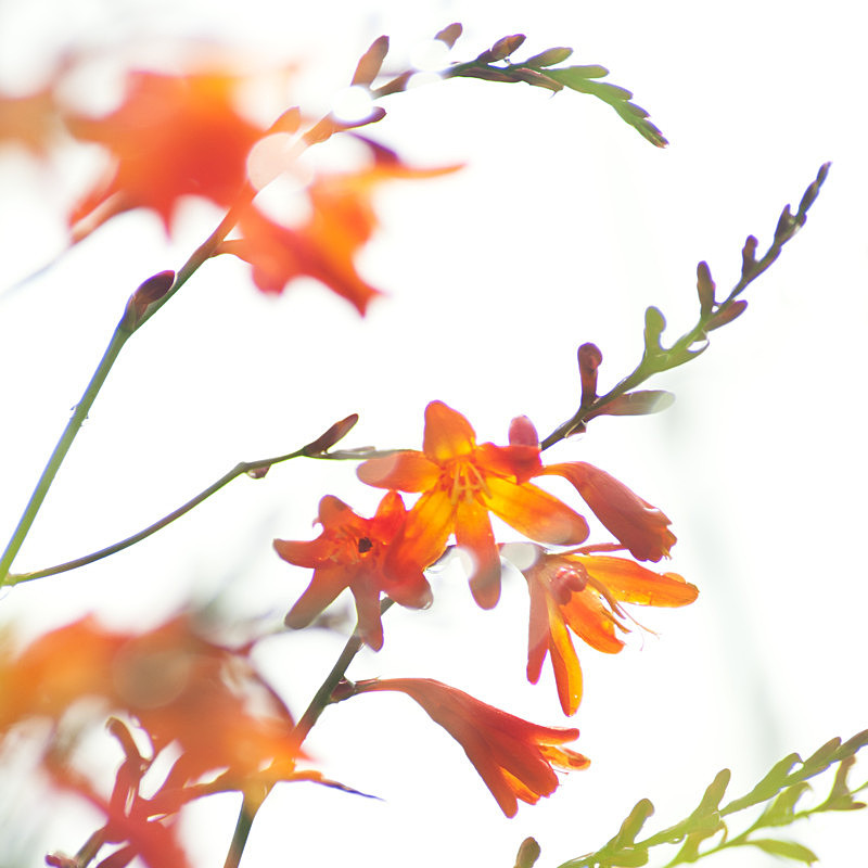 Montbretia in the Air! - Elements of The Landscape