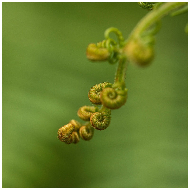 Fern Unfurling! - Elements of The Landscape