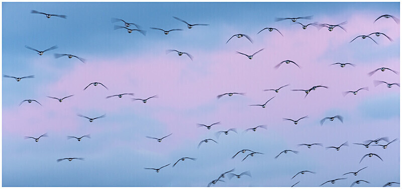 Overflight of Brent Geese, Bull Island, Co Dublin - Dublin's Wild Landscape