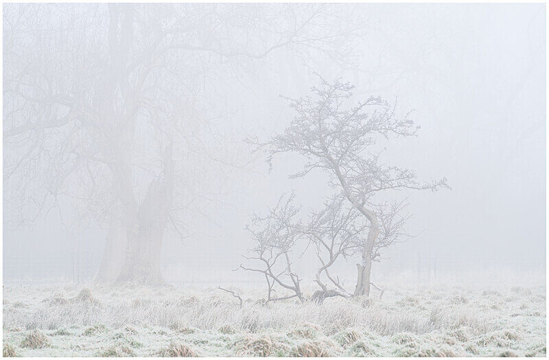Trees in the Fog, Phoenix park, Co Dublin - 12 Recent Images