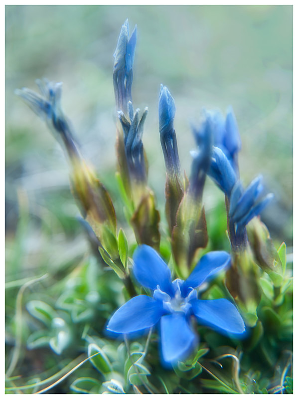 Gentian in the Evening Shade! The Burren, Co Clare - Elements of The Landscape