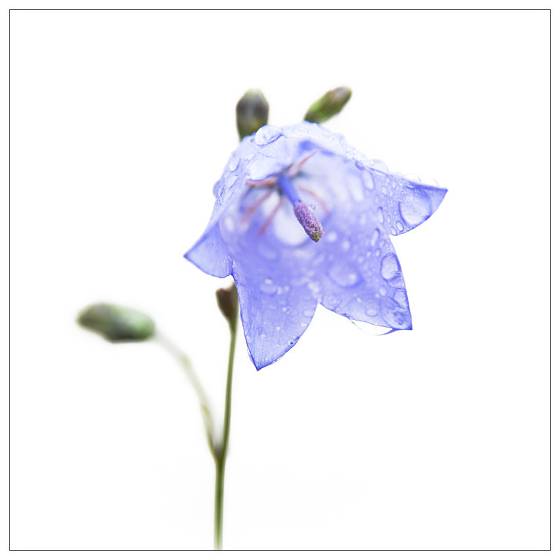 Harebell in the Rain! - Elements of The Landscape