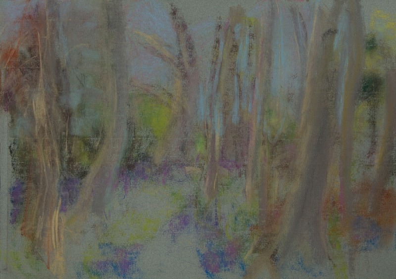 Bluebells and Beeches at Cuckney - Tree Studies