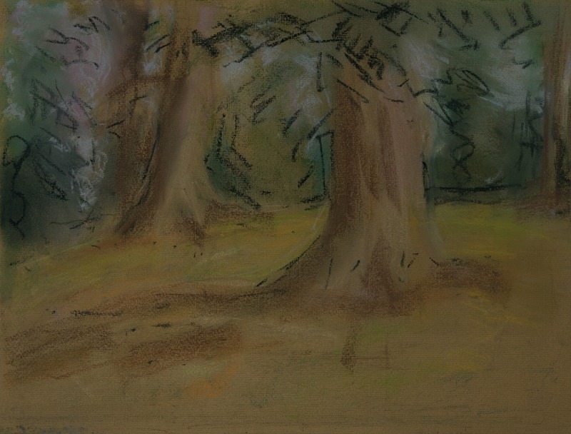 Ancient Beech Trees,Cuckney House - Tree Studies