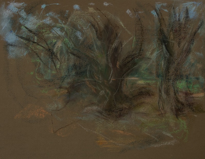  - Tree Studies