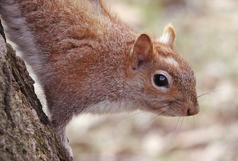 Squirrel in Central Park - Wildlife