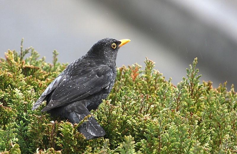 Blackbird in the Rain - Wildlife