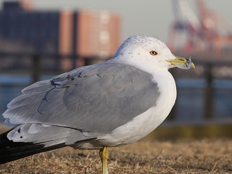 Seagull on Liberty - Wildlife
