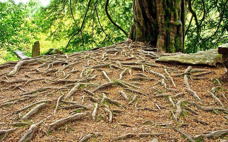 Grounds of Blarney Castle - Woodland