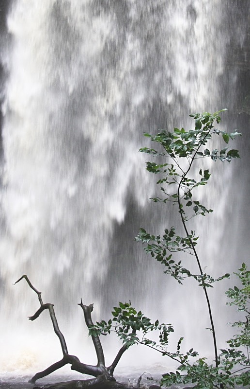Henrhyd Waterfall - Woodland