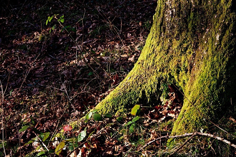 Tree Root Pentyrch - Woodland