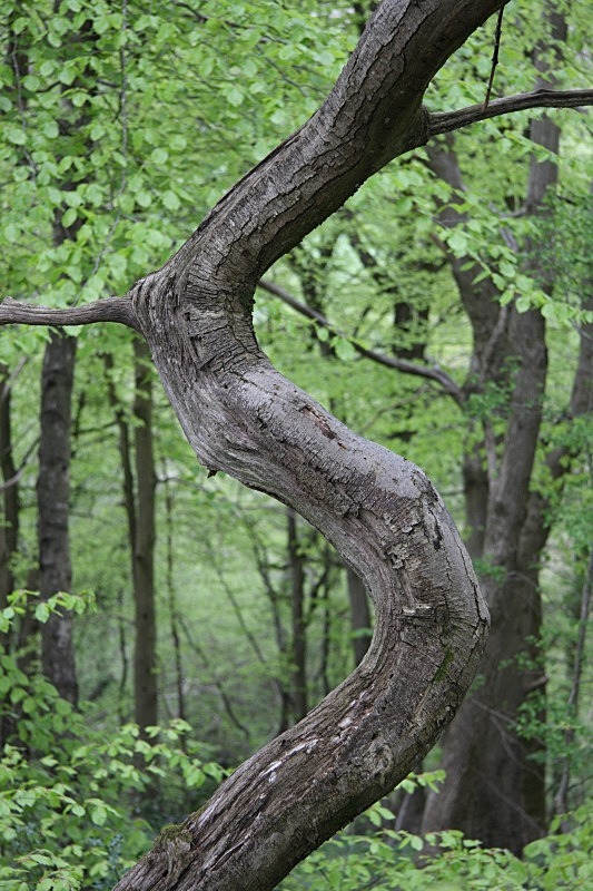 S Tree - Pentyrch Woods - Woodland