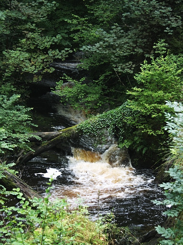 River Nant Llech - Woodland