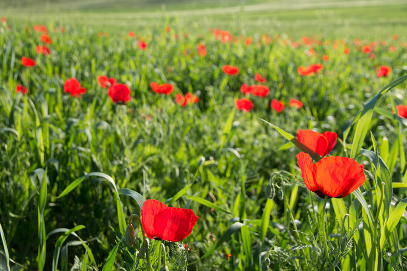 Wild flowers - Azerbaijan