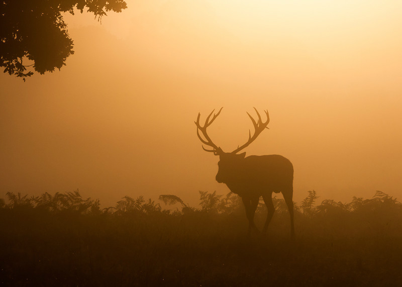 Stag at Dawn