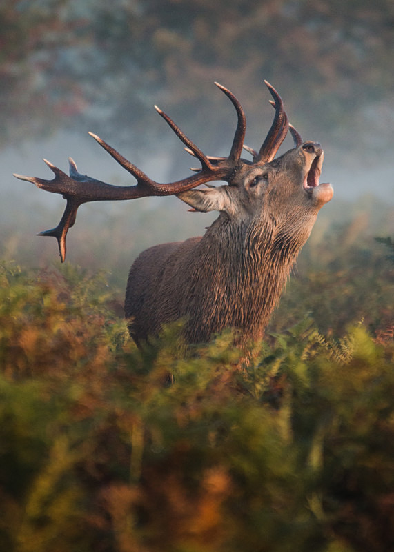 Early Riser