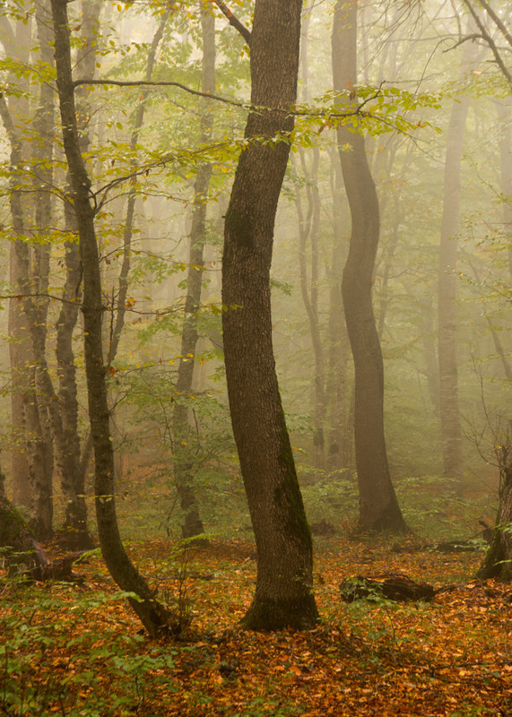 Autumn Mist - Azerbaijan