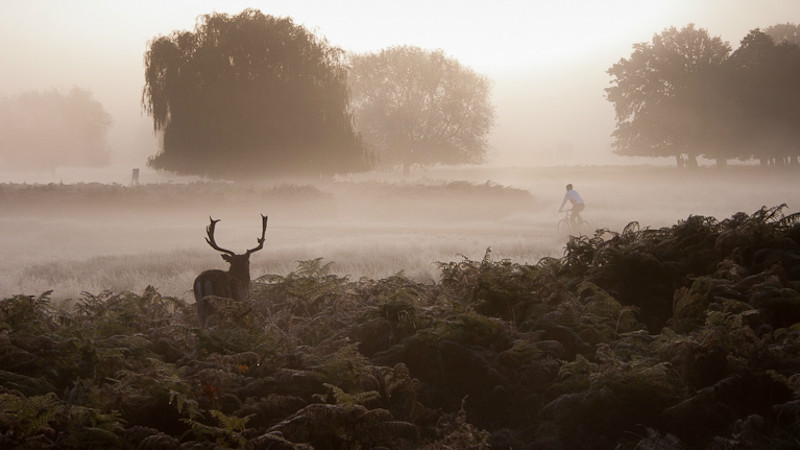 Rush Hour, Bushy Park