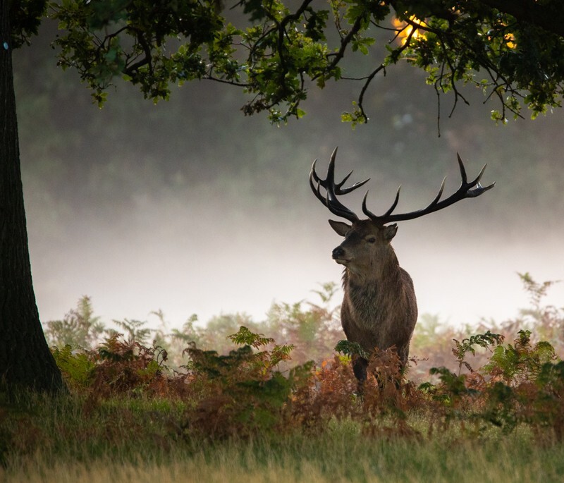 King of the Park - Wildlife