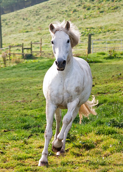 Gallop - Wildlife