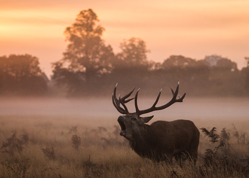 Morning Call