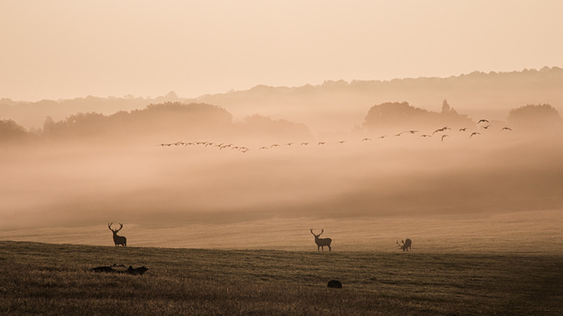Autumn Gold - England
