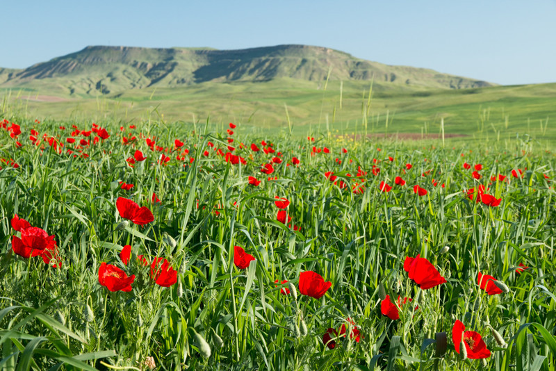 Poppy fields - Azerbaijan