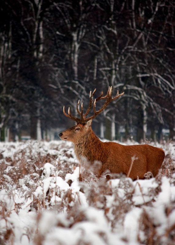 Winter Stag