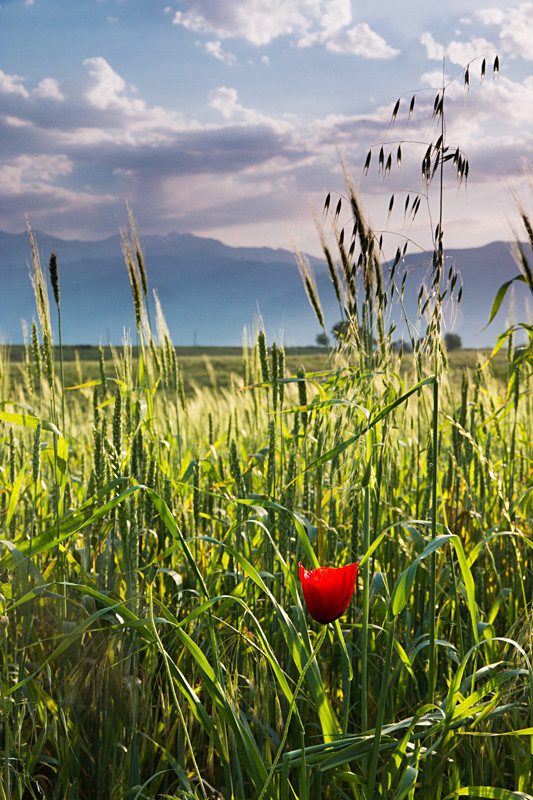Mountain Poppy