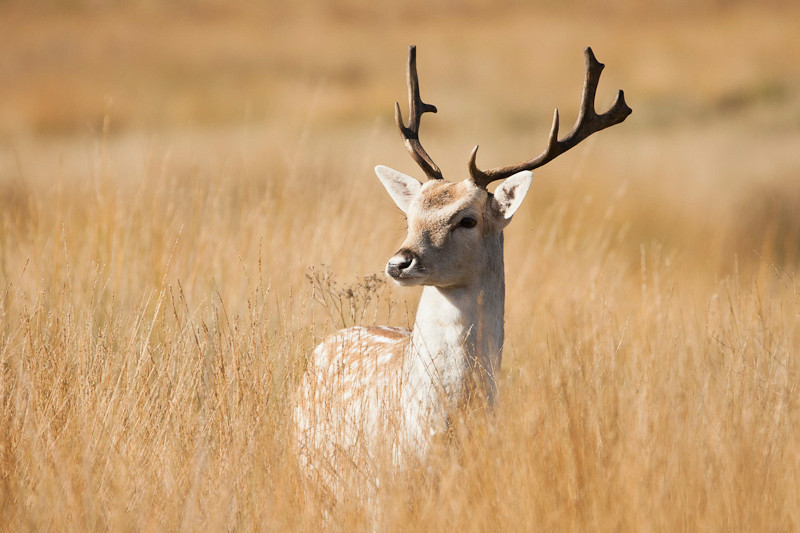 Fallow Deer
