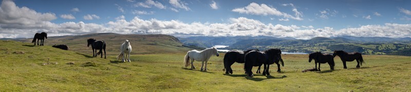Askham Ponies - England