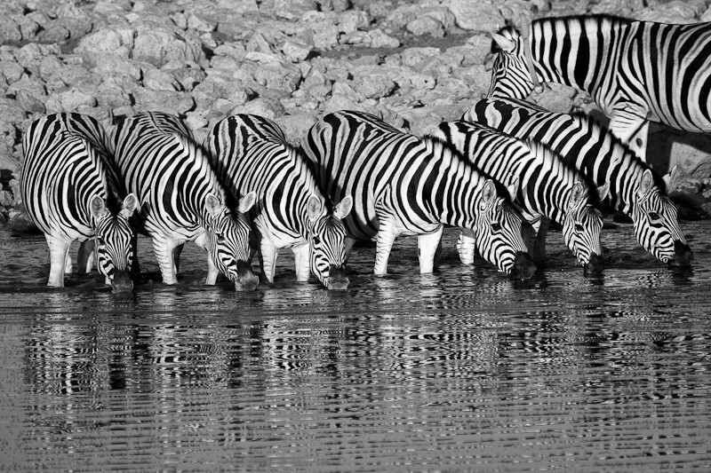 The Local - Wildlife
