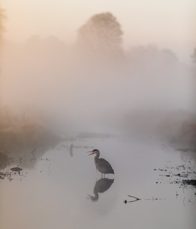 Calm, Patient, Determined - Wildlife