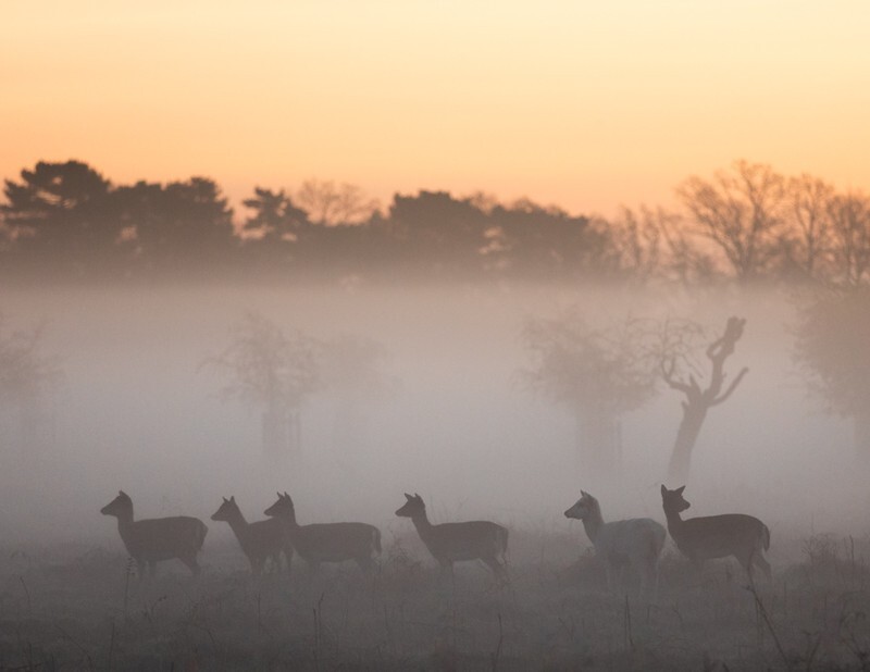Odd One Out - Wildlife