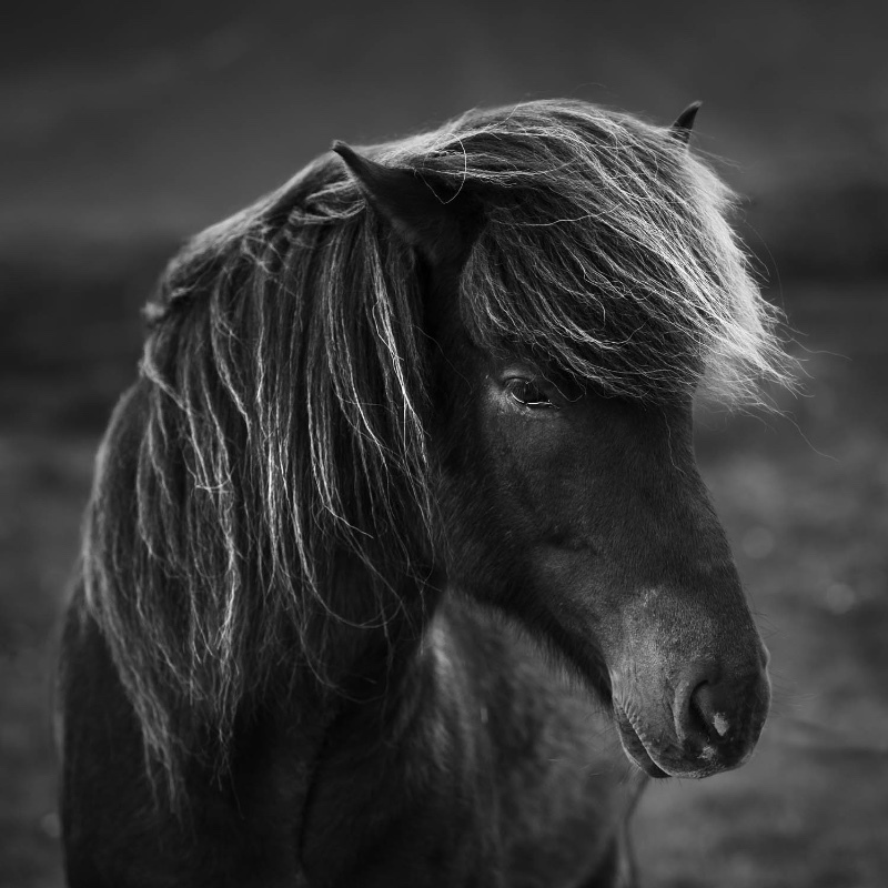 Pony Portrait - Fine Art & Monochrome