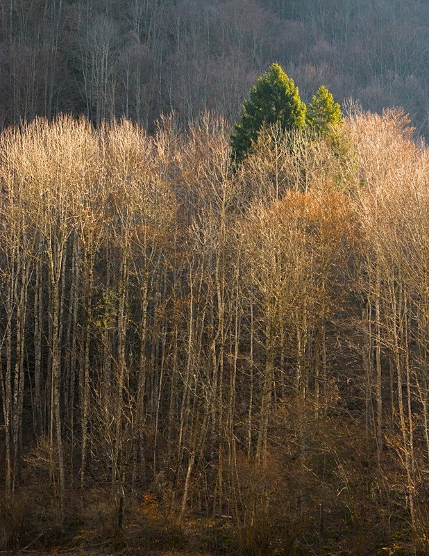 A French Alpine woodland at first light
