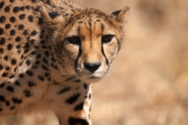 Eyes of the Leopard - Wildlife
