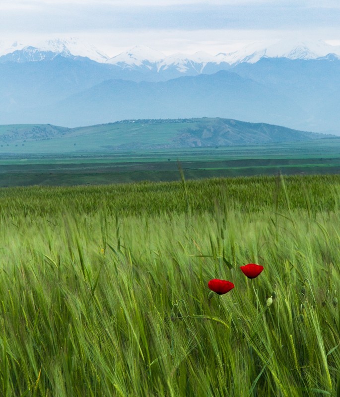 First Poppies - Azerbaijan