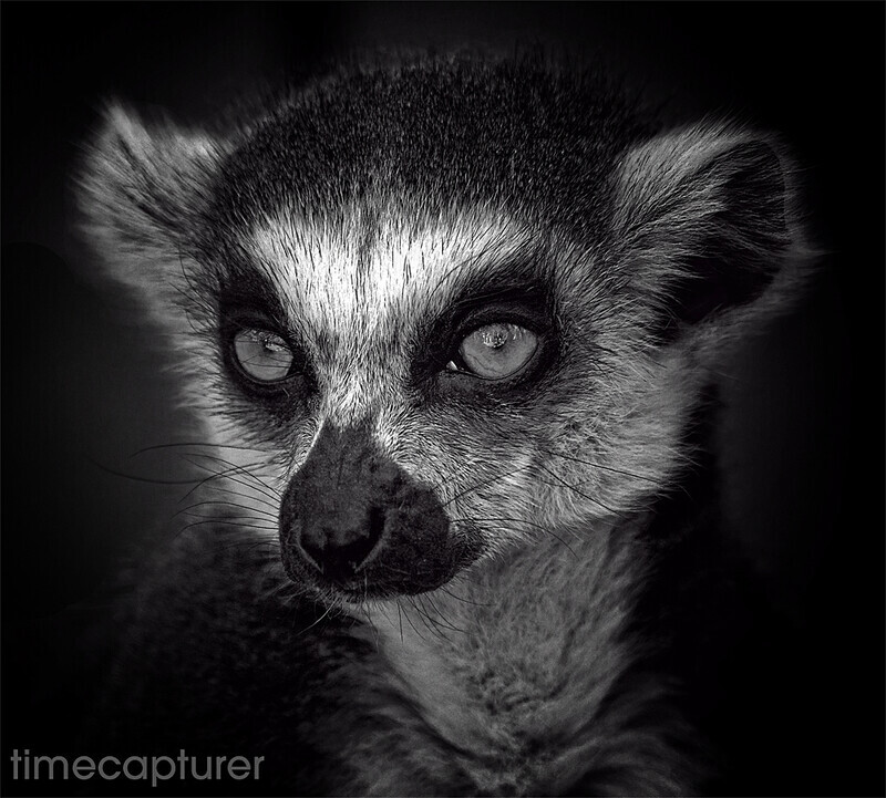 Lemur Eyes - Monochrome (Black & White)