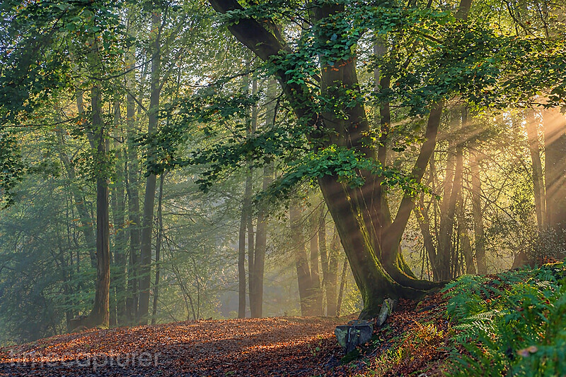 Autumn In Pookchurch Wood - New Images