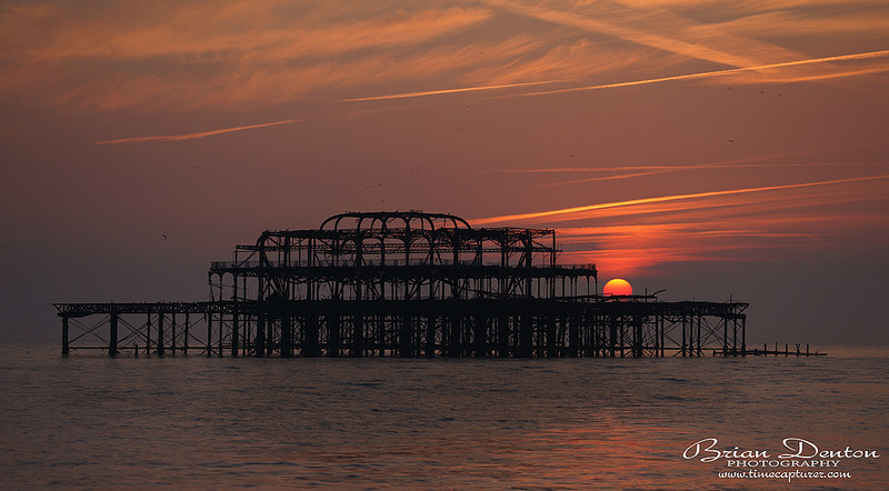 Birdcage - Sussex & Brighton