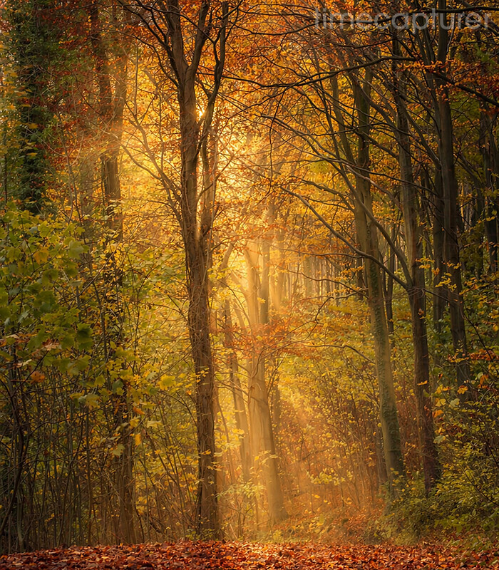 Autumn In Sussex - New Images