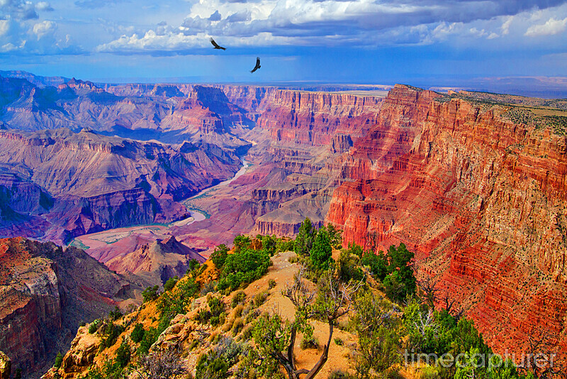 Canyon Condors - USA (Inc. The Grand Canyon)