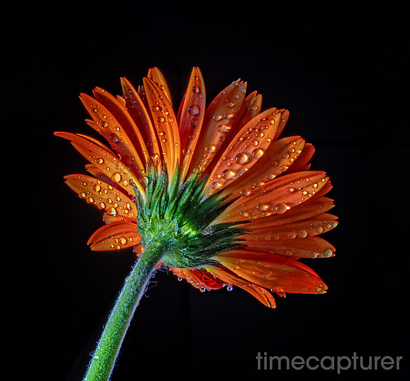 Gerbera Drops - Macro Photography